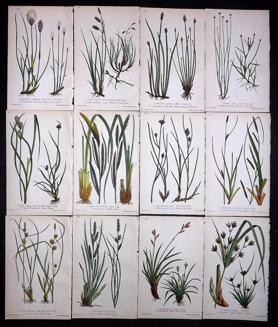 Hogg & Johnson C1870 Lot of 12 HCol Botanical Prints: Hand Coloured Lithographs Published 1863-1880, London for "The Wild Flowers of Great Britain" by Robert Hogg & George W. Johnson. Paper Size: 9 x 5.5 inch (23 x 14cm) Good Condition