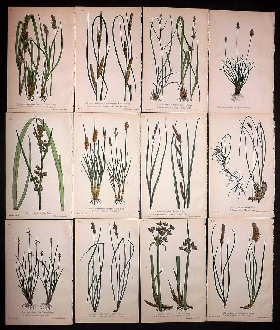Hogg & Johnson C1870 Lot of 12 HCol Botanical Prints: Hand Coloured Lithographs Published 1863-1880, London for "The Wild Flowers of Great Britain" by Robert Hogg & George W. Johnson. Paper Size: 9 x 5.5 inch (23 x 14cm) Good Condition