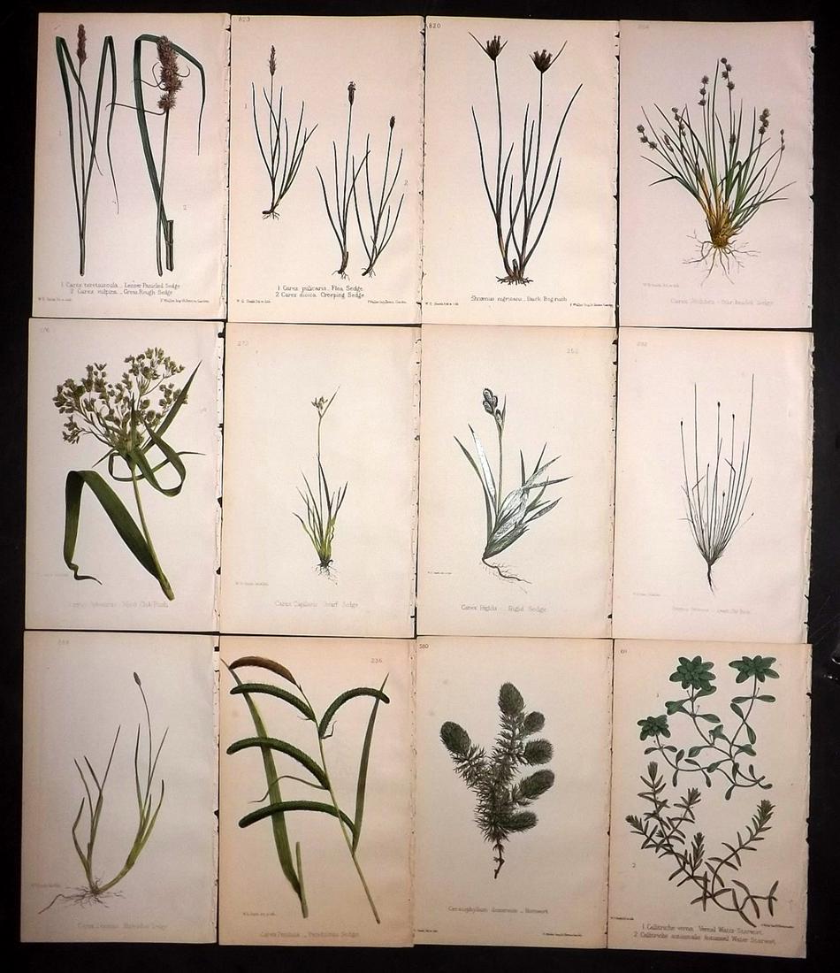 Hogg & Johnson C1870 Lot of 12 HCol Botanical Prints: Hand Coloured Lithographs Published 1863-1880, London for "The Wild Flowers of Great Britain" by Robert Hogg & George W. Johnson. Paper Size: 9 x 5.5 inch (23 x 14cm) Good Condition