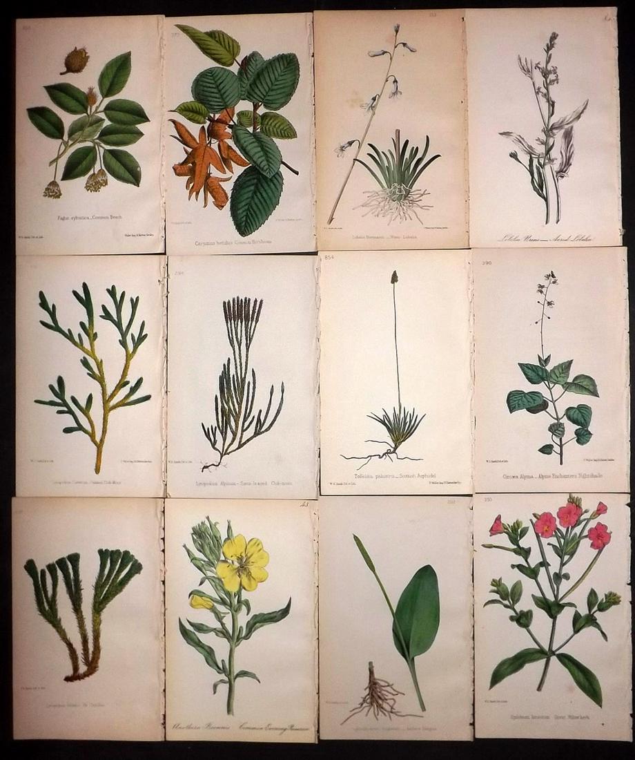 Hogg & Johnson C1870 Lot of 12 HCol Botanical Prints: Hand Coloured Lithographs Published 1863-1880, London for "The Wild Flowers of Great Britain" by Robert Hogg & George W. Johnson. Paper Size: 9 x 5.5 inch (23 x 14cm) Good Condition