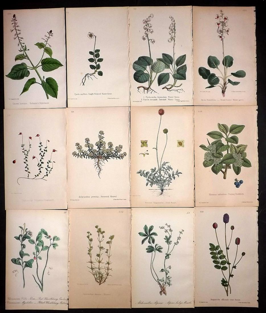 Hogg & Johnson C1870 Lot of 12 HCol Botanical Prints: Hand Coloured Lithographs Published 1863-1880, London for "The Wild Flowers of Great Britain" by Robert Hogg & George W. Johnson. Paper Size: 9 x 5.5 inch (23 x 14cm) Good Condition