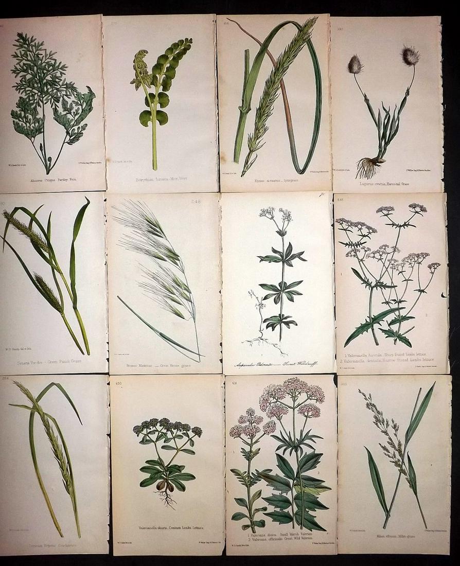 Hogg & Johnson C1870 Lot of 12 HCol Botanical Prints: Hand Coloured Lithographs Published 1863-1880, London for "The Wild Flowers of Great Britain" by Robert Hogg & George W. Johnson. Paper Size: 9 x 5.5 inch (23 x 14cm) Good Condition