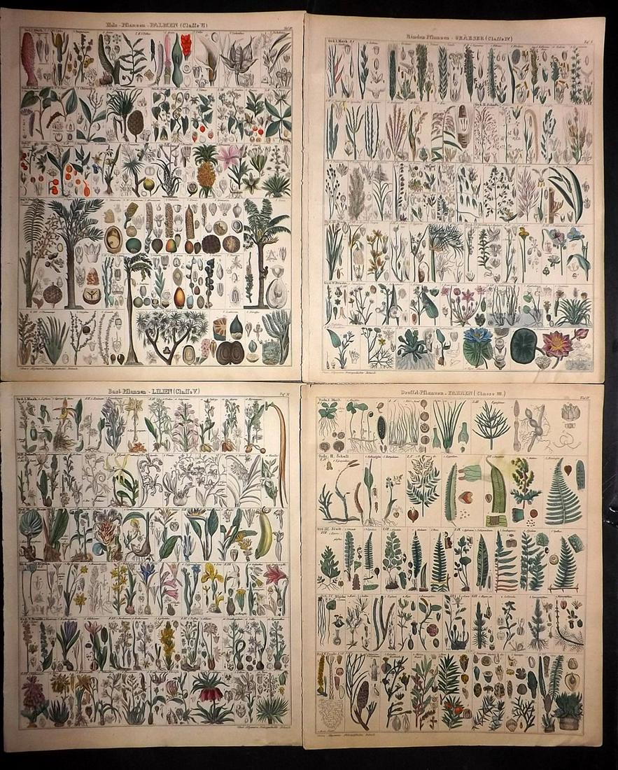 Oken, Lorenz 1843 Lot of 4 HCol Botanical Prints (1 of 2)