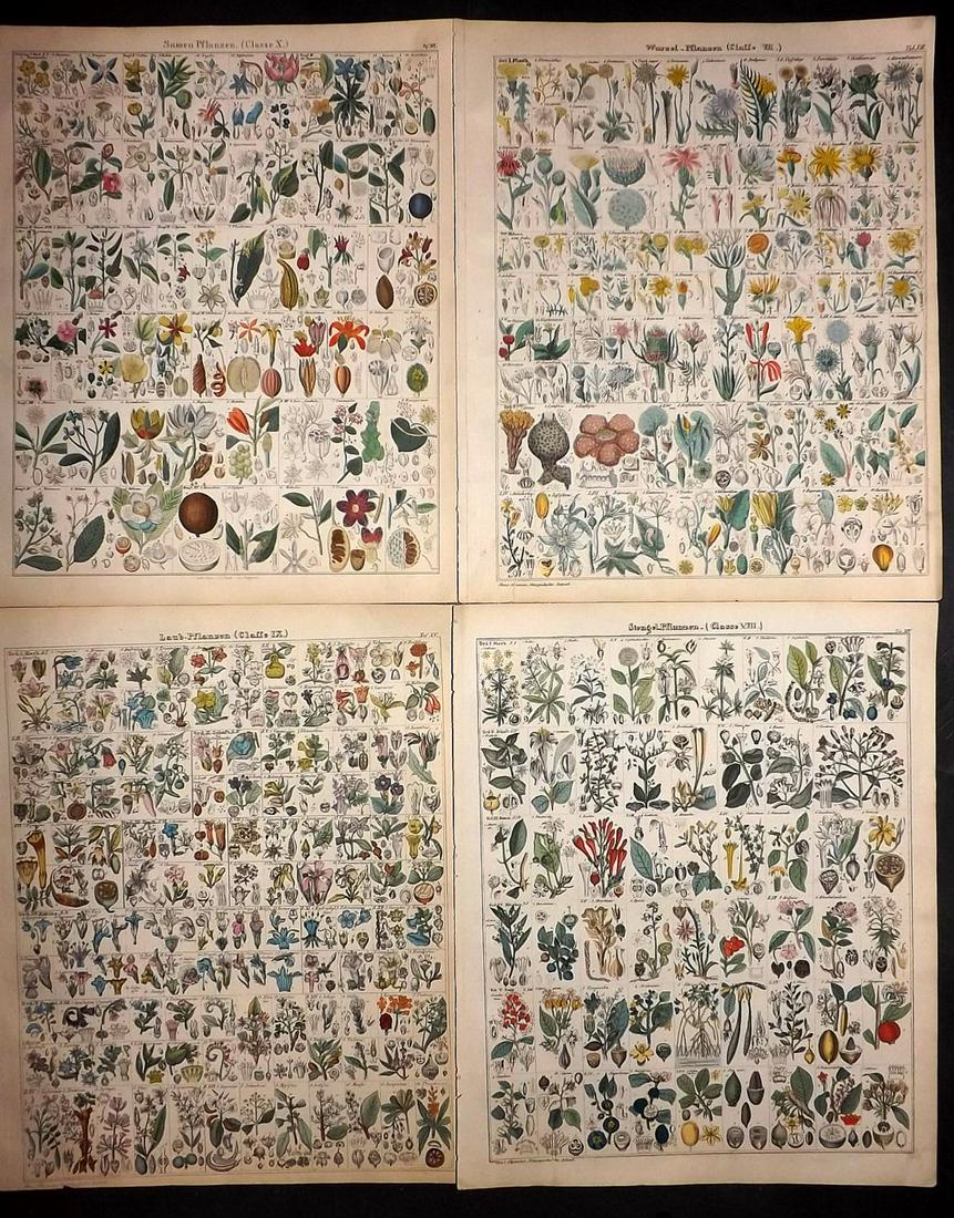 Oken, Lorenz 1843 Lot of 4 HCol Botanical Prints (1 of 2)