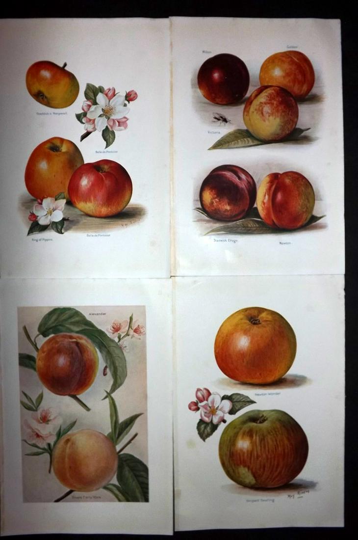 Wright, J & H 1924 Lot 4 Vintage Fruit Prints. Apples: Lithographs Published 1924, London for "The Fruit-Grower's Guide" by John and Horace Wright. Paper Size: 10.5 x 7 inch (27 x 18cm) Good Condition