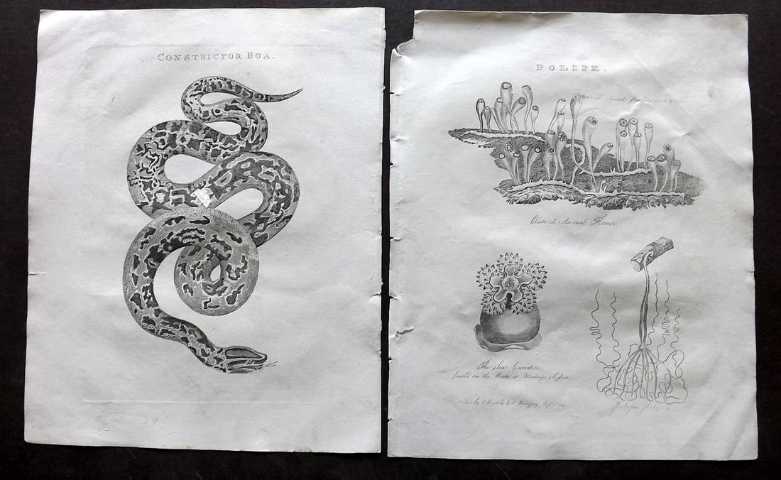 Barclay, James 1812 Lot of 4 Natural History Prints (1 of 2)