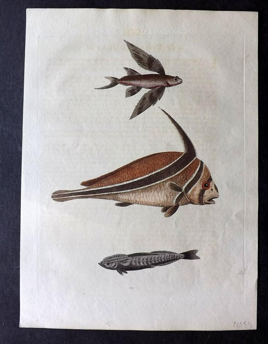 Edwards, George 1751 HC Print. Ribband & Flying Fish (1 of 2)
