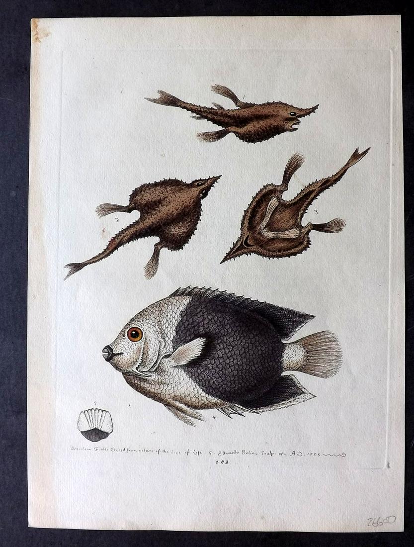 Edwards, George 1760 HC Fish Print. Sea Bat etc (1 of 2)