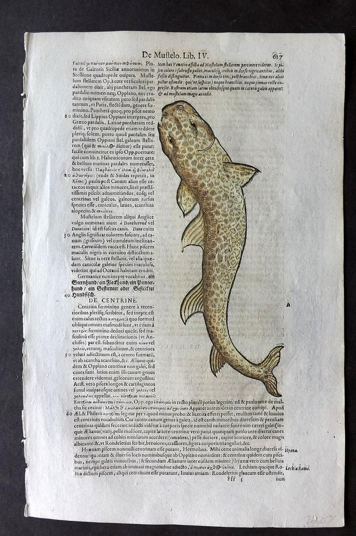 Gesner, Conrad 1604 Hand Col Fish Print. Dogfish 617 (1 of 2)