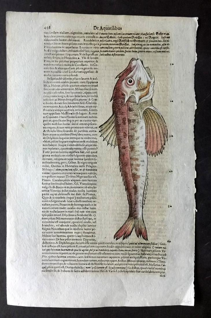 Gesner, Conrad 1604 Hand Col Fish Print. Gurnard 498 (1 of 2)