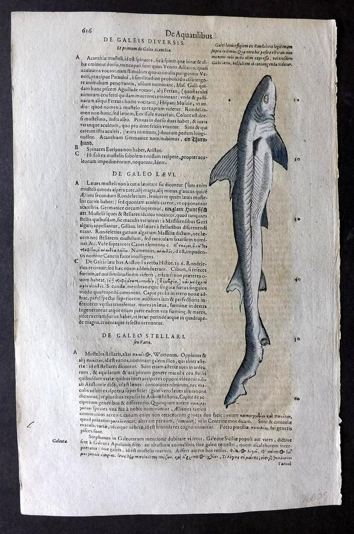 Gesner, Conrad 1604 Hand Col Fish Print. Tope Shark 616 (1 of 2)