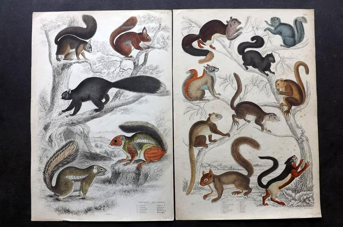 MacGillivray, William 1840 Pair of HC Prints. Squirrels: Folio Hand Coloured Steel Engraving with Etching Published 1835-40, Edinburgh for "The Edinburgh Journal of Natural History, and of the Physical Sciences" by William MacGillivray. Paper Size: 13.5 x 9