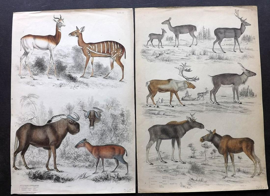 MacGillivray, William 1840 Pair Prints. Deer Antelopes (1 of 2)