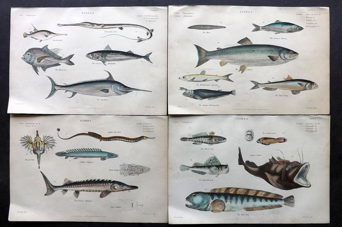 Richardson, John 1862 Lot of 4 Hand Col Fish Prints: Steel Engravings/Etchings Published 1859-62 by William Mackenzie, Edinburgh & London for "The Museum of Natural History" by John Richardson. Paper Size: 10.5 x 7 inch (27 x 18cm) Very minor toning in