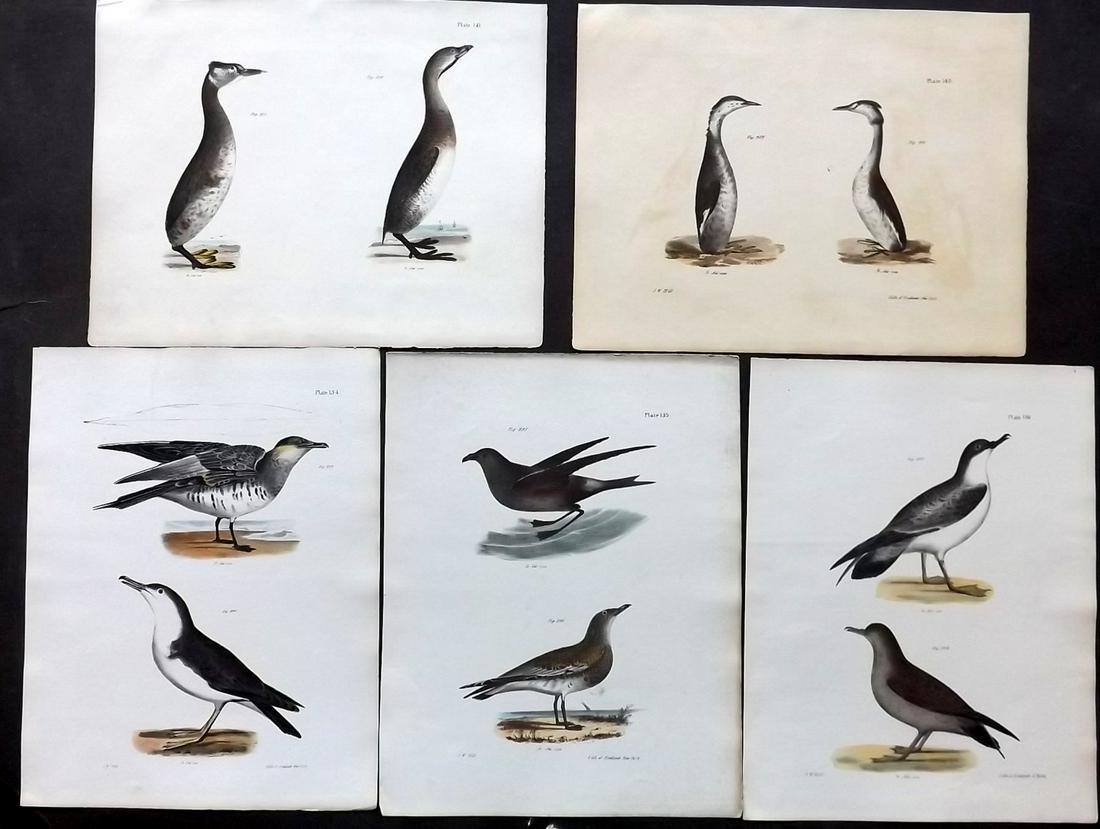 de Kay, James 1844 Lot of 5 HCol New York Bird Prints: Hand Colored Lithographs Published 1844, New York for "Zoology of New York; or, The New York Fauna" Part of the "Natural History of New York" Series by James E. de Kay. Names of birds neatly written i