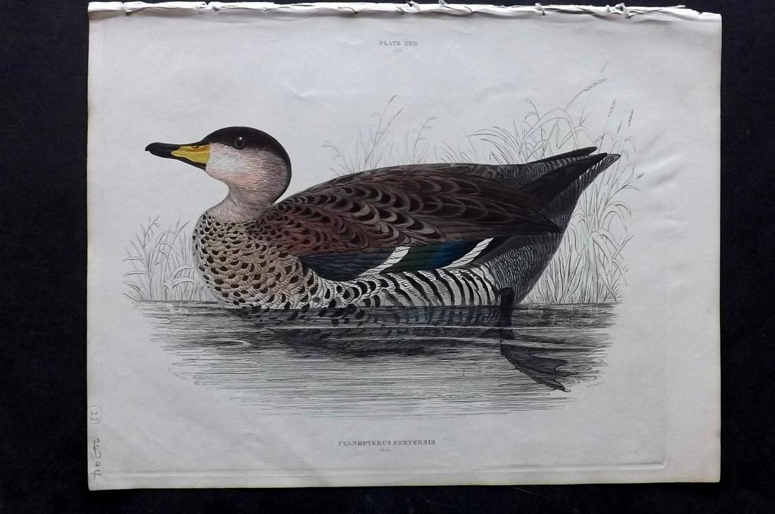 Jardine & Selby C1840 Bird. Fasciated Blue Wing. Lear: Hand Coloured Etching Published 1826-43 by Lizars, Edinburgh for "Illustrations of Ornithology" by William Jardine & Prideaux John Selby. Illustrated by the Authors, Edward Lear, John Gould, J. Thomps