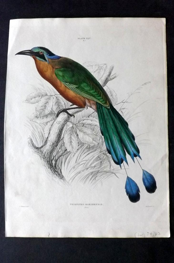 Jardine & Selby C1840 HC Bird Print. Bahama Motmot (1 of 1)