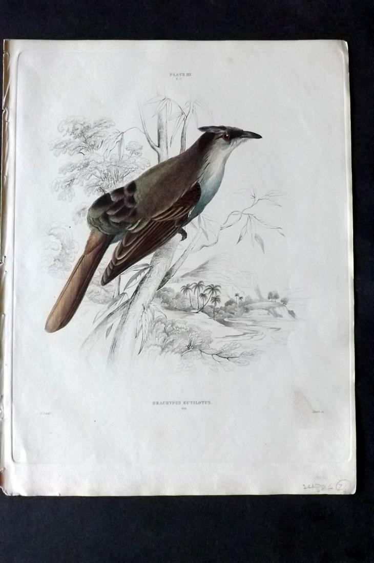 Jardine & Selby C1840 HC Bird Print Brachypus Eutilotus: Hand Coloured Etching Published 1826-43 by Lizars, Edinburgh for "Illustrations of Ornithology" by William Jardine & Prideaux John Selby. Illustrated by the Authors, Edward Lear, John Gould, J. Thomps