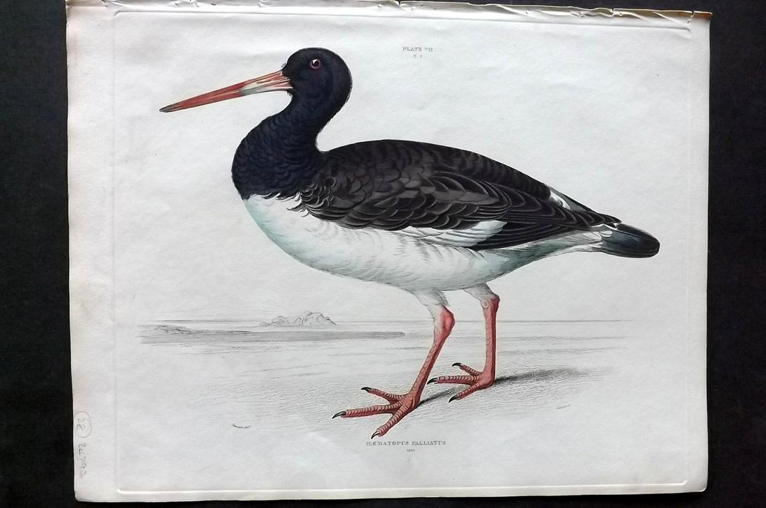 Jardine & Selby C1840 Browned Backed Oyster Catcher: Hand Coloured Etching Published 1826-43 by Lizars, Edinburgh for "Illustrations of Ornithology" by William Jardine & Prideaux John Selby. Illustrated by the Authors, Edward Lear, John Gould, J. Thomps
