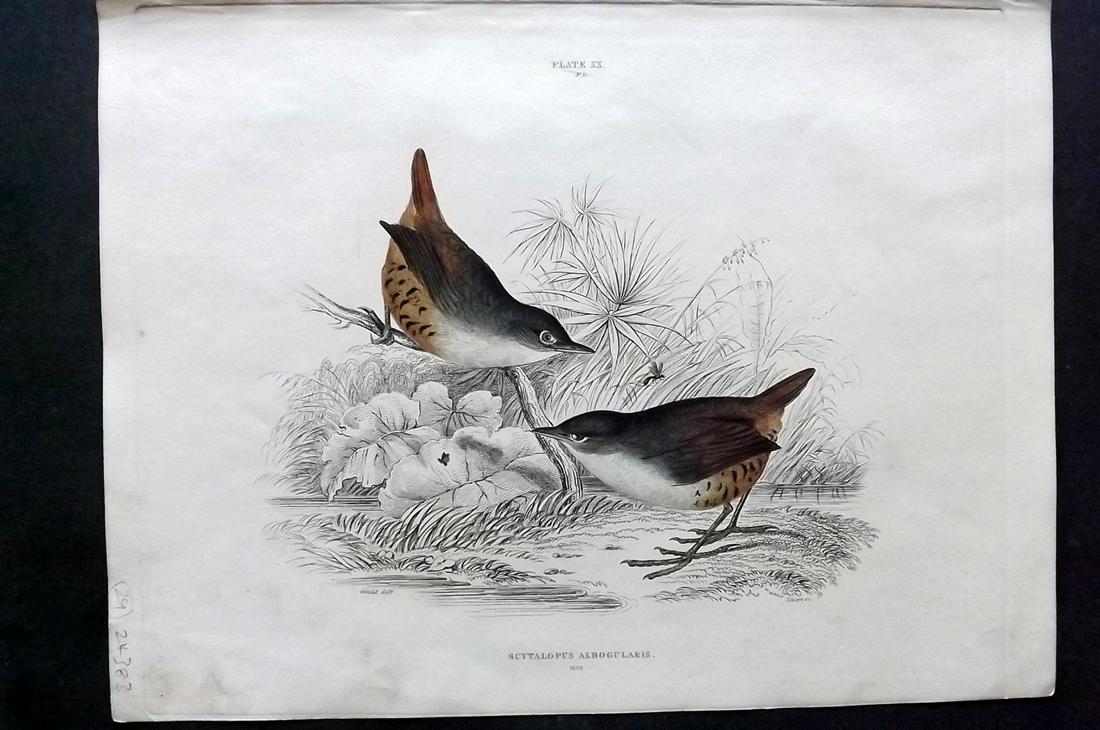 Jardine & Selby C1840 HC. Scytalopus Albogularis. Gould: Hand Coloured Etching Published 1826-43 by Lizars, Edinburgh for "Illustrations of Ornithology" by William Jardine & Prideaux John Selby. Illustrated by the Authors, Edward Lear, John Gould, J. Thomps