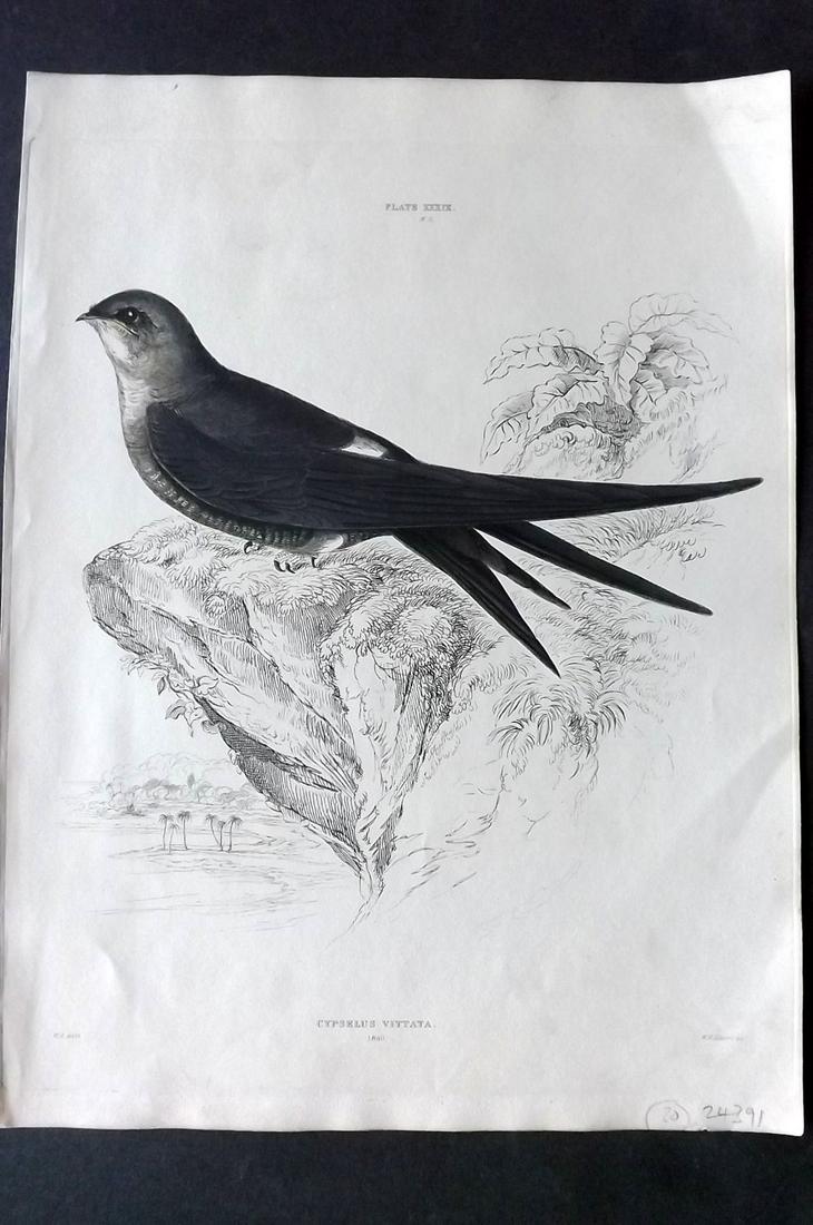 Jardine & Selby C1840 HC Bird Print. Cypselus Vittata: Hand Coloured Etching Published 1826-43 by Lizars, Edinburgh for "Illustrations of Ornithology" by William Jardine & Prideaux John Selby. Illustrated by the Authors, Edward Lear, John Gould, J. Thomps