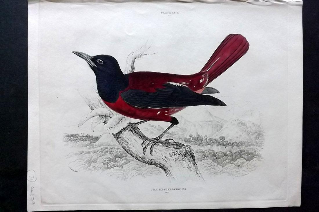 Jardine & Selby C1840 HC Bird Print. Trailis (1 of 1)