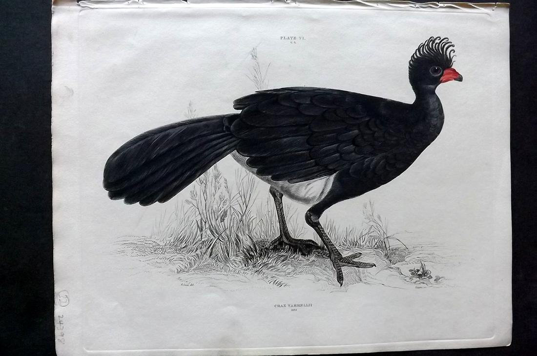 Jardine & Selby C1840 HC Bird Print. Crax Yarrellii.: Hand Coloured Etching Published 1826-43 by Lizars, Edinburgh for "Illustrations of Ornithology" by William Jardine & Prideaux John Selby. Illustrated by the Authors, Edward Lear, John Gould, J. Thomps