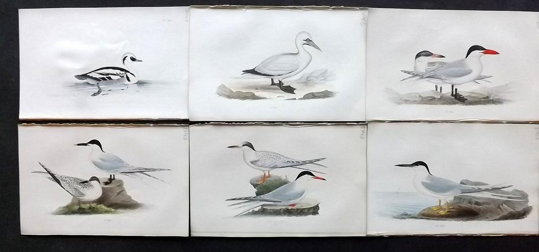 Meyer, Henry 1857 Lot of 6 Hand Colored Bird Prints (1 of 2)