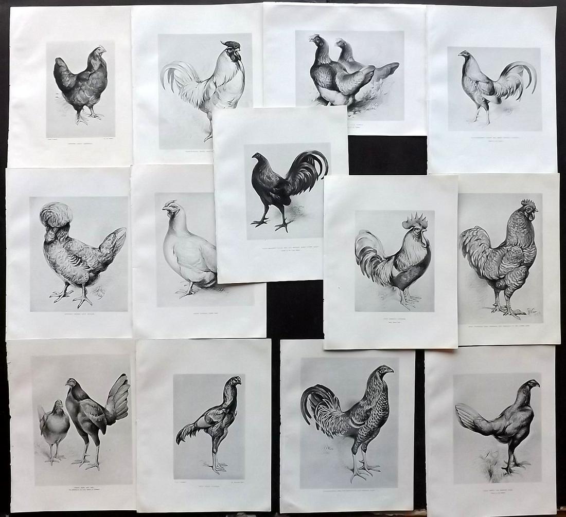 Weir, Harrison 1903 Lot of 13 Poultry Prints: Lithographs Published 1902-03, London for "Our Poultry and All about Them" by Harrison Weir. Paper Size: 10.5 x 8 inch (27 x 20cm) Good Condition