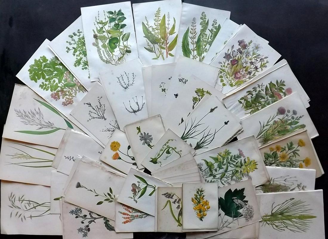 Botanical Prints 19th Cent Lot of 100 (Toned/Foxed) (1 of 2)