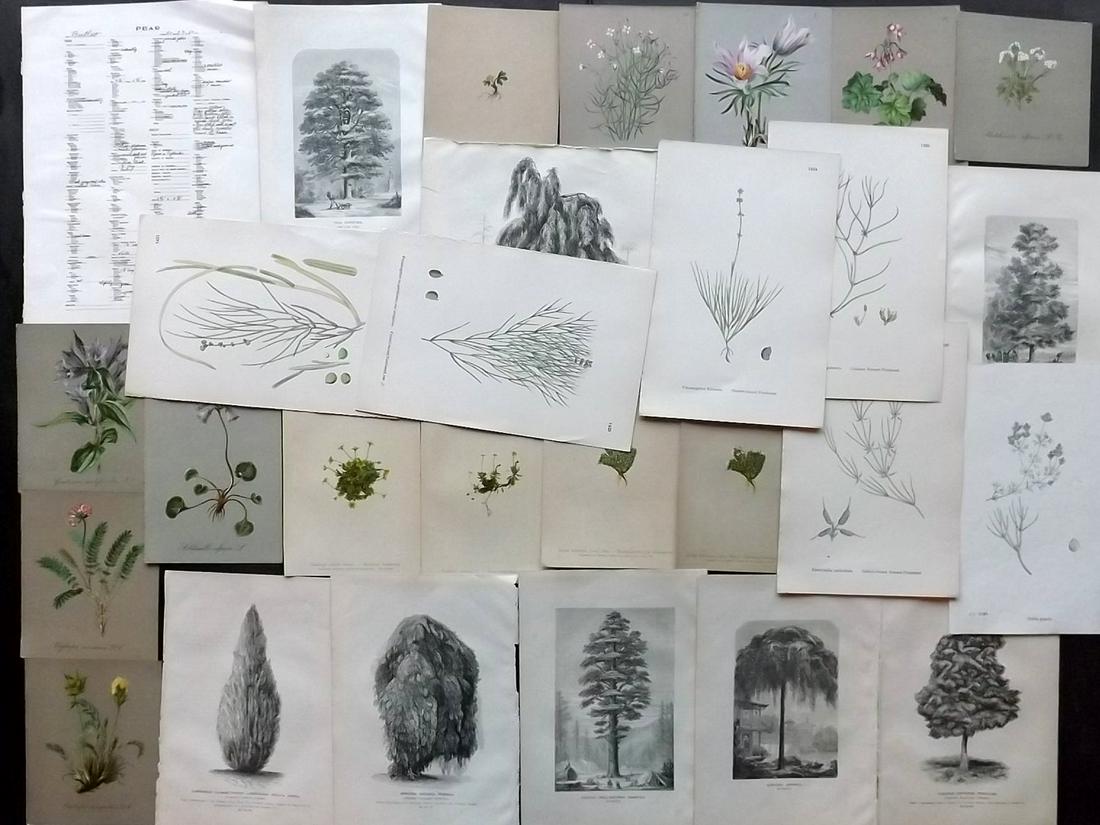 Botanical Prints 19th Cent. Lot of 26 (1 of 2)