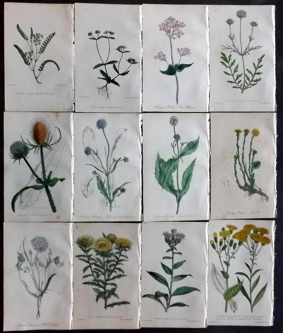 Hogg & Johnson C1870 Lot of 12 HCol Botanical Prints: Hand Coloured Lithographs Published 1863-1880, London for "The Wild Flowers of Great Britain" by Robert Hogg & George W. Johnson. Paper Size: 9 x 5.5 inch (23 x 14cm) Good Condition