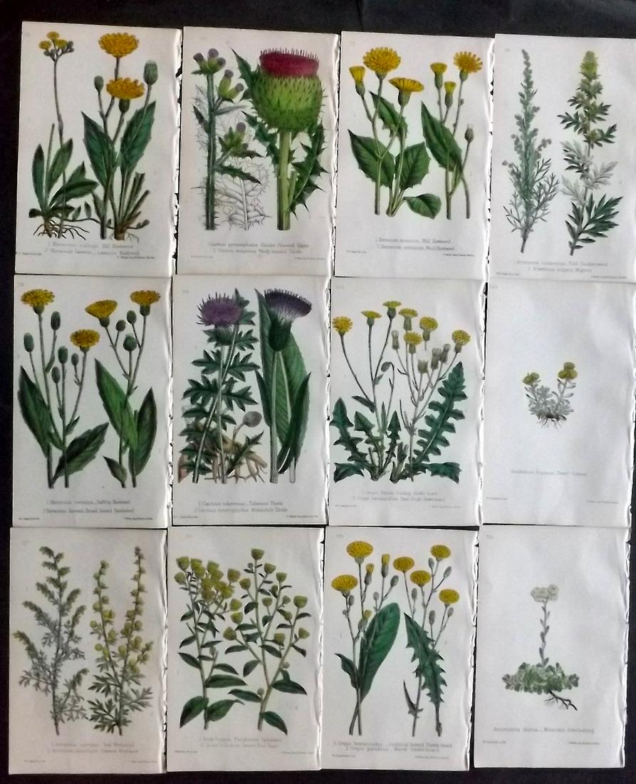 Hogg & Johnson C1870 Lot of 12 HCol Botanical Prints: Hand Coloured Lithographs Published 1863-1880, London for "The Wild Flowers of Great Britain" by Robert Hogg & George W. Johnson. Paper Size: 9 x 5.5 inch (23 x 14cm) Good Condition