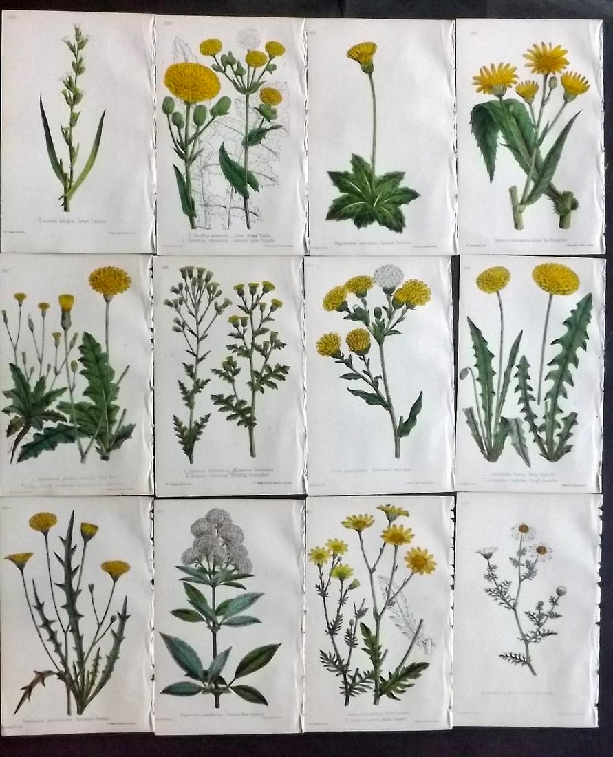 Hogg & Johnson C1870 Lot of 12 HCol Botanical Prints: Hand Coloured Lithographs Published 1863-1880, London for "The Wild Flowers of Great Britain" by Robert Hogg & George W. Johnson. Paper Size: 9 x 5.5 inch (23 x 14cm) Good Condition