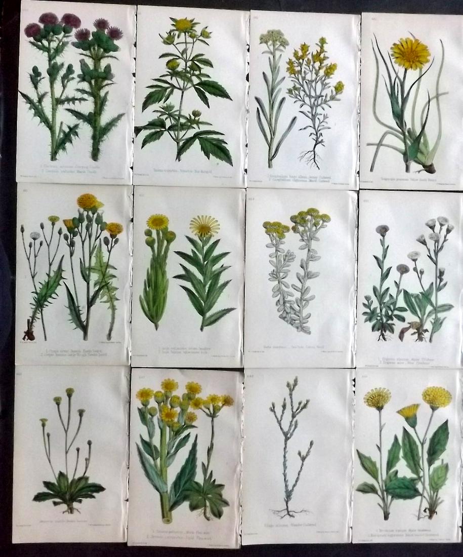 Hogg & Johnson C1870 Lot of 12 HCol Botanical Prints: Hand Coloured Lithographs Published 1863-1880, London for "The Wild Flowers of Great Britain" by Robert Hogg & George W. Johnson. Paper Size: 9 x 5.5 inch (23 x 14cm) Good Condition