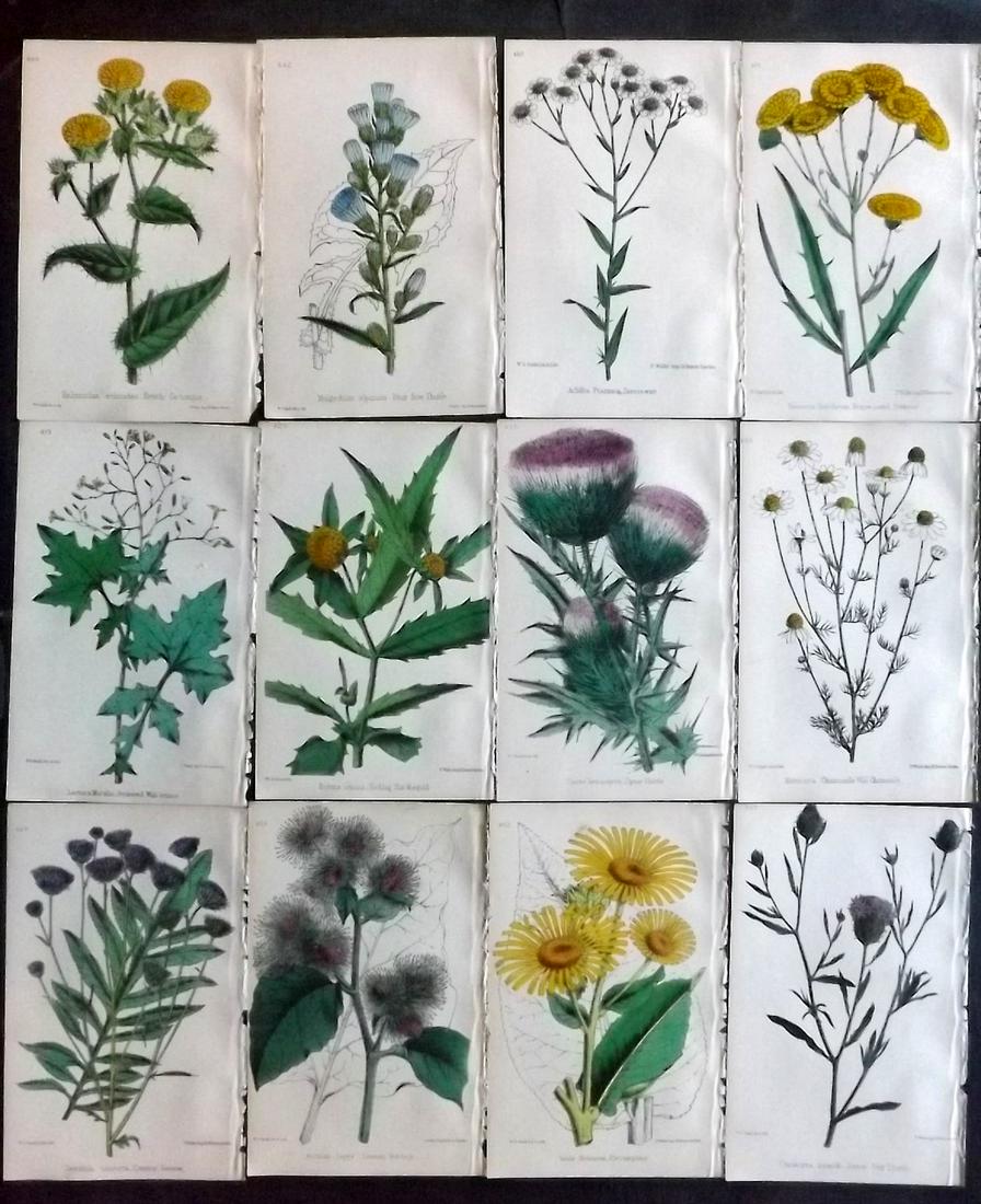 Hogg & Johnson C1870 Lot of 12 HCol Botanical Prints: Hand Coloured Lithographs Published 1863-1880, London for "The Wild Flowers of Great Britain" by Robert Hogg & George W. Johnson. Paper Size: 9 x 5.5 inch (23 x 14cm) Good Condition