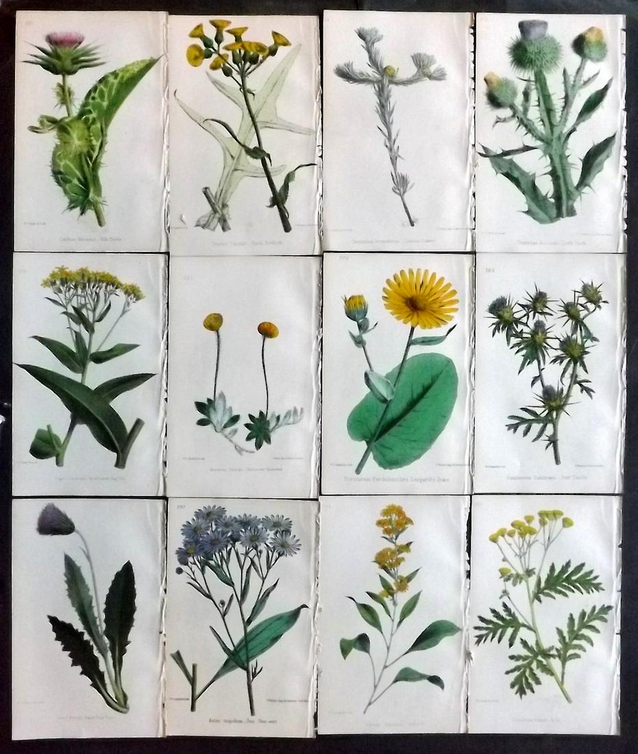 Hogg & Johnson C1870 Lot of 12 HCol Botanical Prints: Hand Coloured Lithographs Published 1863-1880, London for "The Wild Flowers of Great Britain" by Robert Hogg & George W. Johnson. Paper Size: 9 x 5.5 inch (23 x 14cm) Good Condition