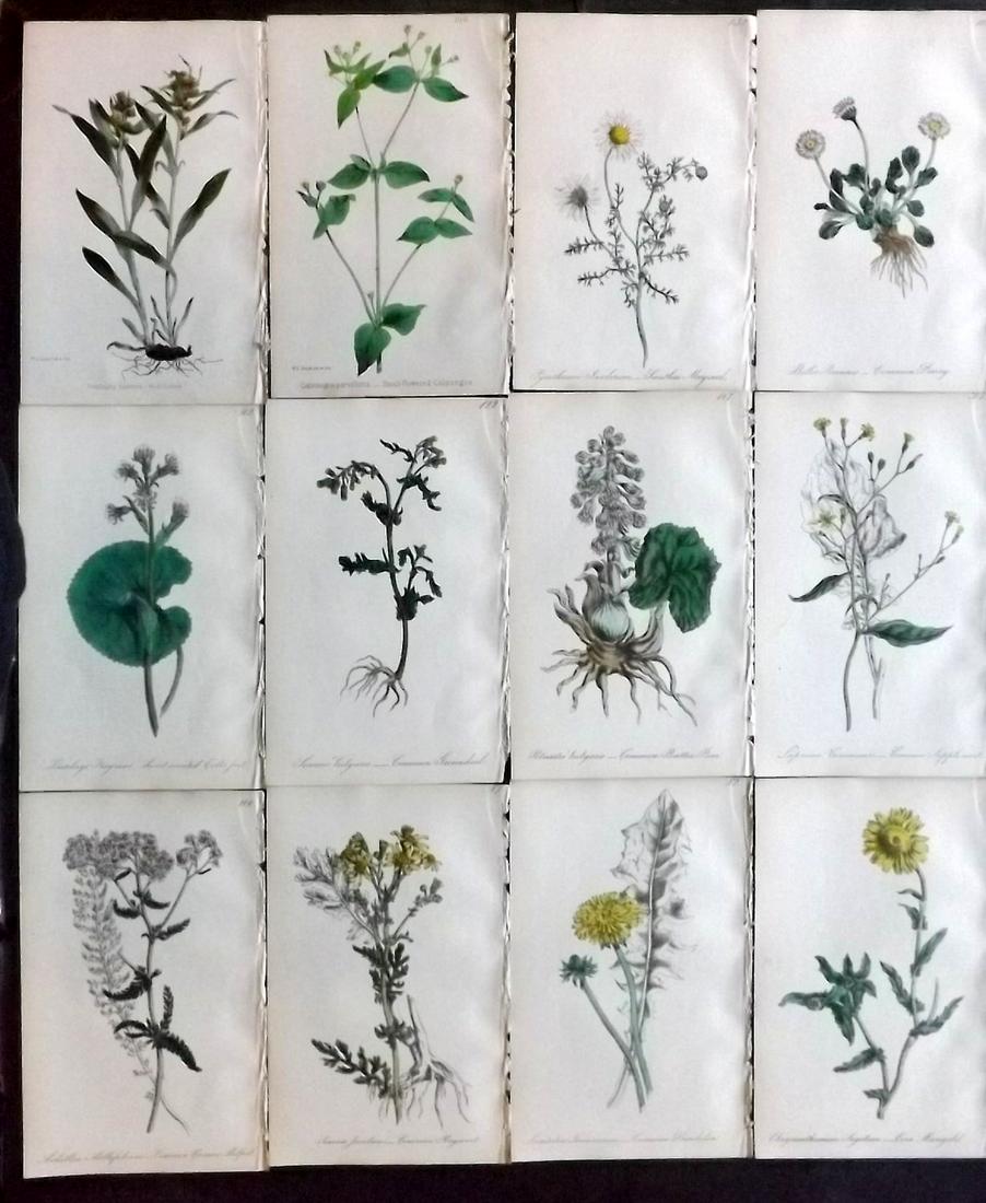Hogg & Johnson C1870 Lot of 12 HCol Botanical Prints: Hand Coloured Lithographs Published 1863-1880, London for "The Wild Flowers of Great Britain" by Robert Hogg & George W. Johnson. Paper Size: 9 x 5.5 inch (23 x 14cm) Good Condition