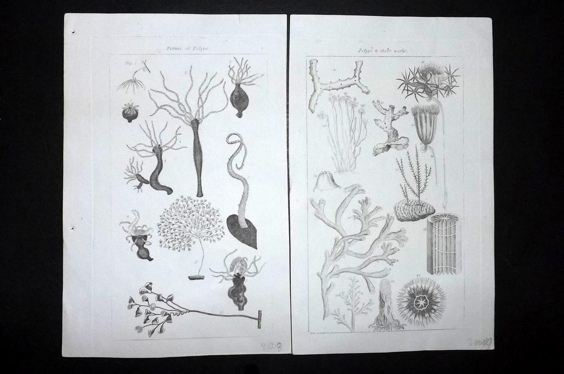 Phillips (Pub) 1823 Pair of Coral Prints. Polypi (1 of 2)