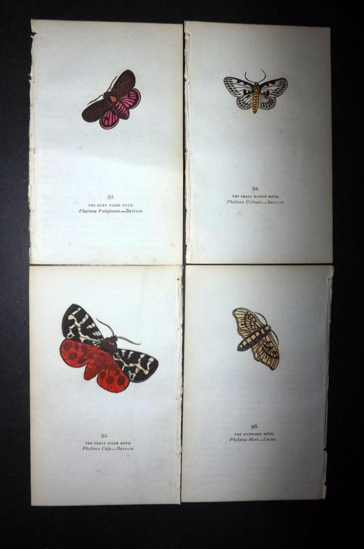 Brown, Captain 1834 Lot of 4 Hand Col Moth Prints: Hand Coloured Lithographs Published 1834, London for "The Book of Butterflies, Sphinges, and Moths" by Captain Thomas Brown. Part of Constable's Miscellany Series. Paper Size: 5.5 x 3.5 inch (14 x 9cm