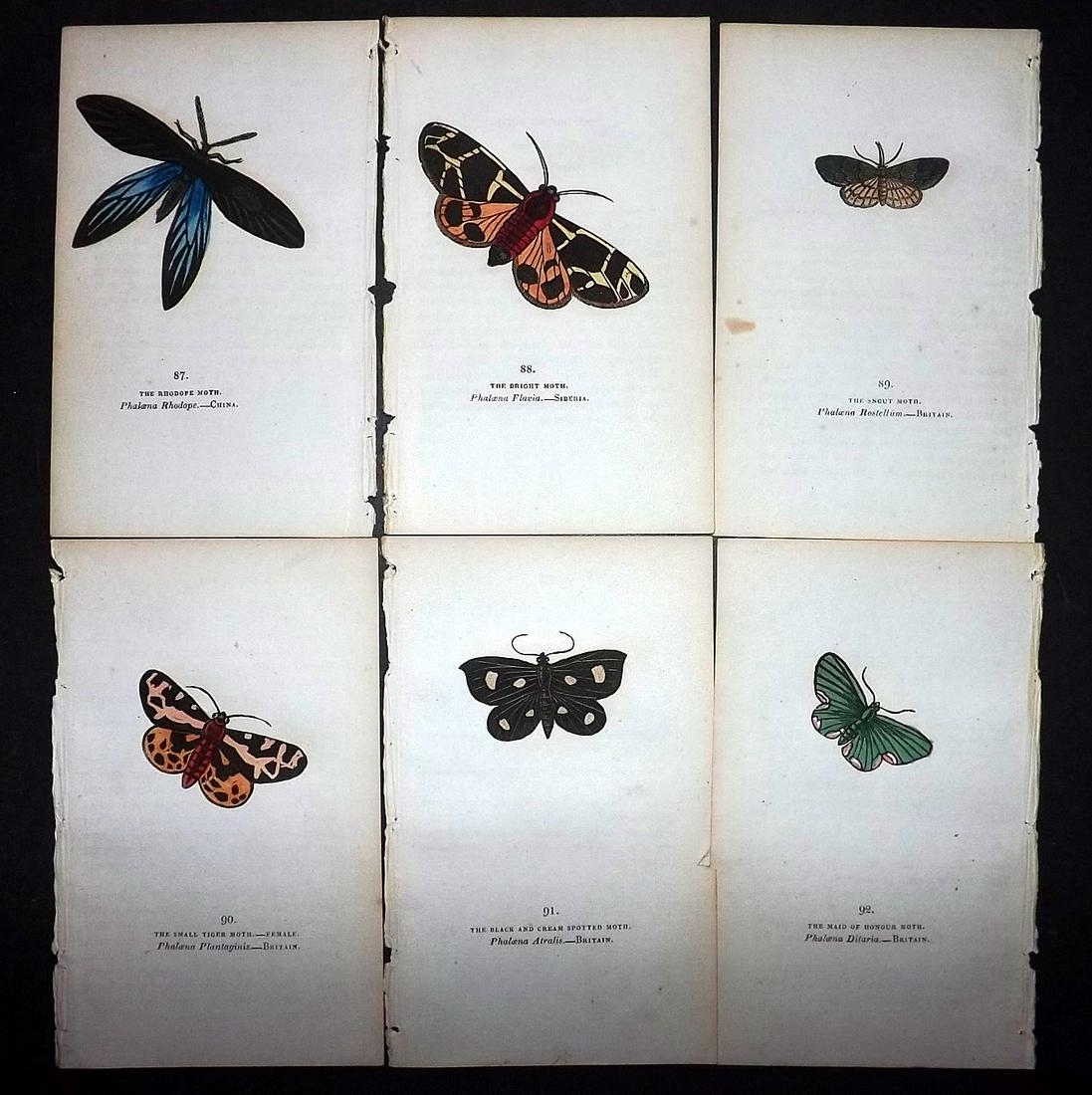 Brown, Captain 1834 Lot of 6 Hand Col Moth Prints: Hand Coloured Lithographs Published 1834, London for "The Book of Butterflies, Sphinges, and Moths" by Captain Thomas Brown. Part of Constable's Miscellany Series. Paper Size: 5.5 x 3.5 inch (14 x 9cm