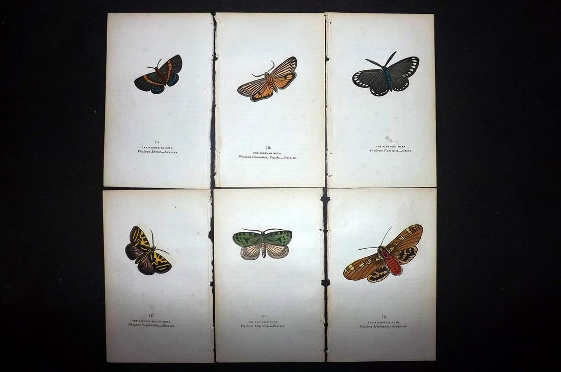 Brown, Captain 1834 Lot of 6 Hand Col Moth Prints: Hand Coloured Lithographs Published 1834, London for "The Book of Butterflies, Sphinges, and Moths" by Captain Thomas Brown. Part of Constable's Miscellany Series. Paper Size: 5.5 x 3.5 inch (14 x 9cm
