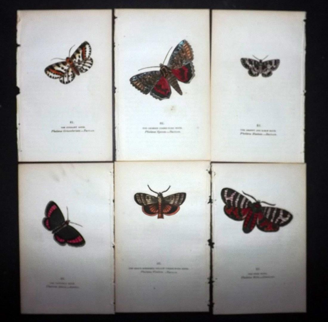 Brown, Captain 1834 Lot of 6 Hand Col Moth Prints: Hand Coloured Lithographs Published 1834, London for "The Book of Butterflies, Sphinges, and Moths" by Captain Thomas Brown. Part of Constable's Miscellany Series. Paper Size: 5.5 x 3.5 inch (14 x 9cm