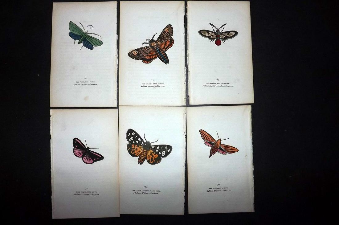 Brown, Captain 1834 Lot of 6 Hand Col Moth Prints: Hand Coloured Lithographs Published 1834, London for "The Book of Butterflies, Sphinges, and Moths" by Captain Thomas Brown. Part of Constable's Miscellany Series. Paper Size: 5.5 x 3.5 inch (14 x 9cm