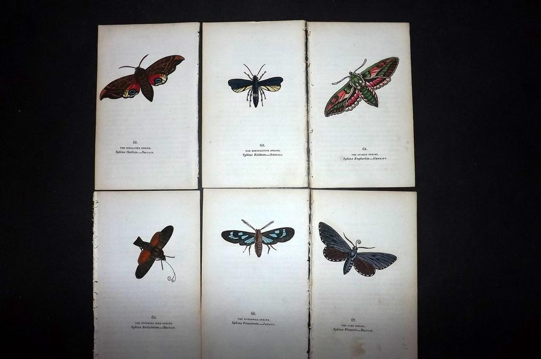 Brown, Captain 1834 Lot of 6 Hand Col Moth Prints: Hand Coloured Lithographs Published 1834, London for "The Book of Butterflies, Sphinges, and Moths" by Captain Thomas Brown. Part of Constable's Miscellany Series. Paper Size: 5.5 x 3.5 inch (14 x 9cm