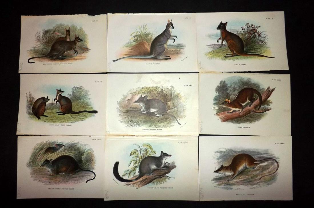 Lloyds's 1897 Lot of 12 Prints. Australian Mammals (1 of 2)