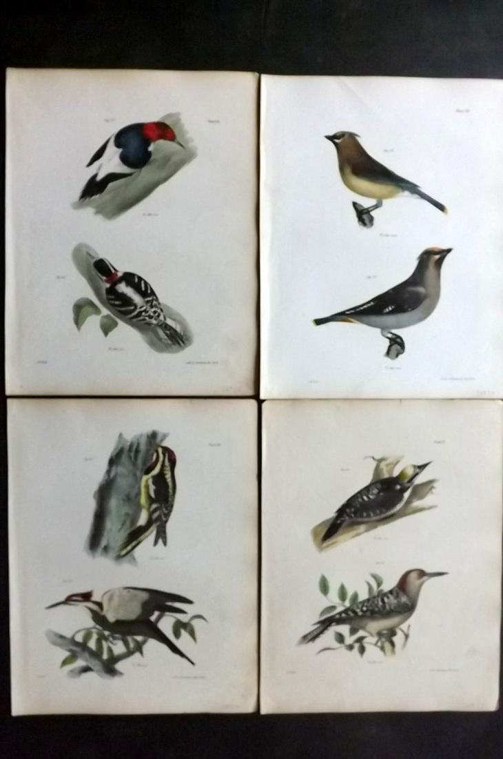 de Kay, James 1844 Lot of 4 HCol New York Bird Prints: Hand Colored Lithographs Published 1844, New York for "Zoology of New York; or, The New York Fauna" Part of the "Natural History of New York" Series by James E. de Kay. Paper Size: 11 x 9 inch (28 x 2