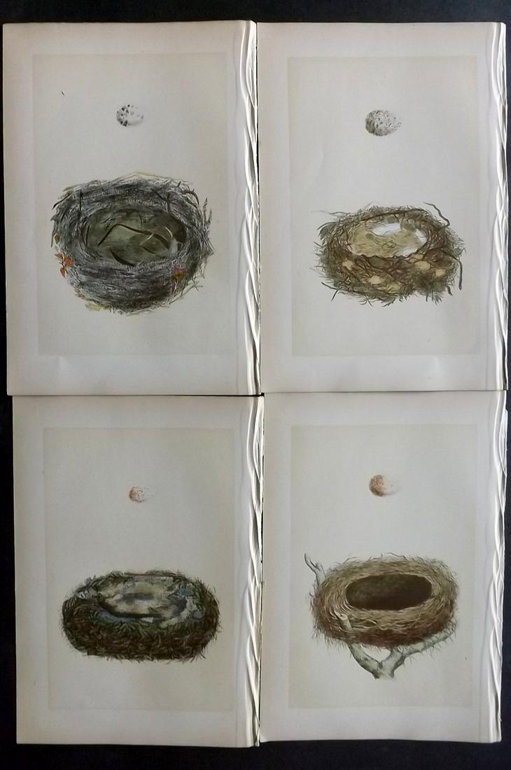 Morris, Francis 1870 Lot of 4 Bird Nest Prints: Woodblocks Published 1870, London for "A Natural History of the Nests and Eggs of British Birds" By the Rev. F. O. Morris, printed Benjamin Fawcett. Printed in colours and finished by hand. With accom