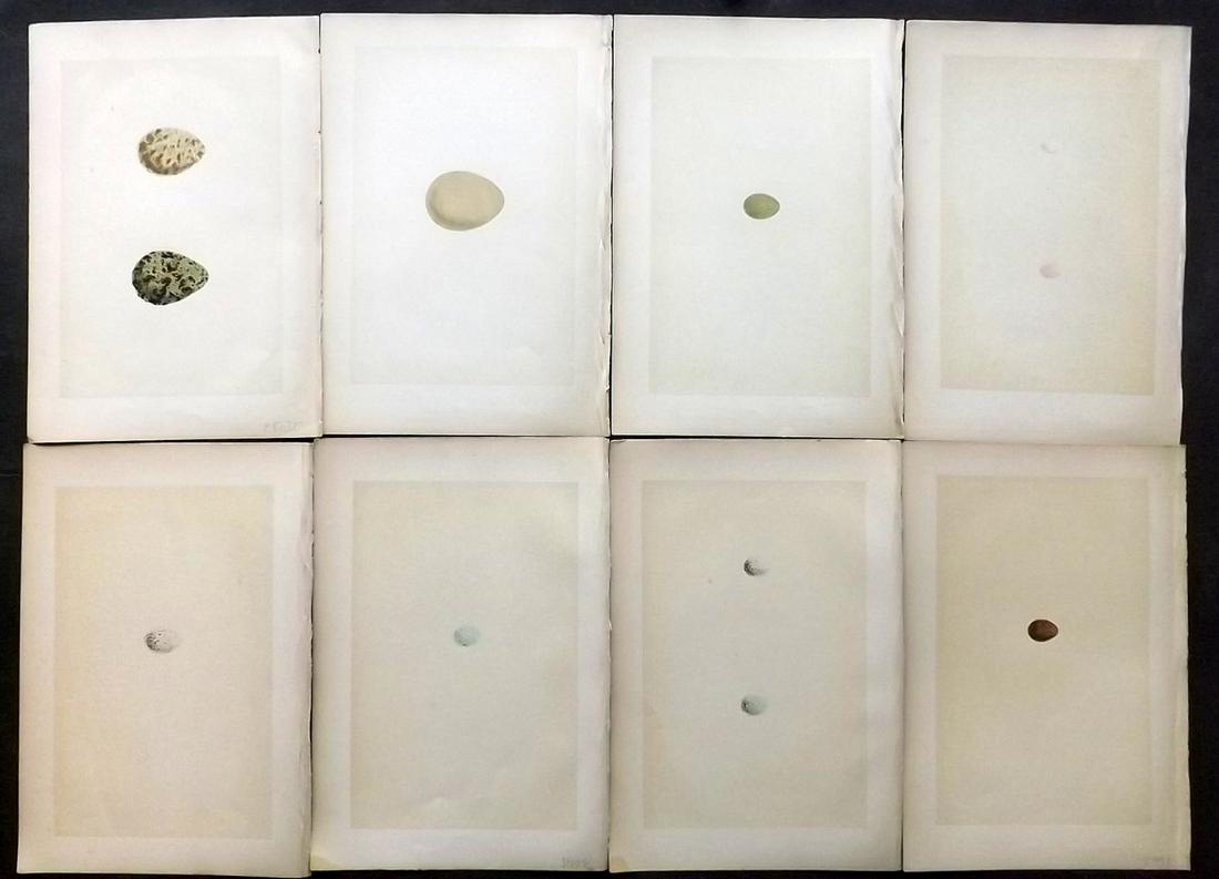 Morris, Francis 1870 Lot of 8 Bird Egg Prints: Woodblocks Published 1870, London for "A Natural History of the Nests and Eggs of British Birds" By the Rev. F. O. Morris, printed Benjamin Fawcett. Printed in colours and finished by hand. With accom