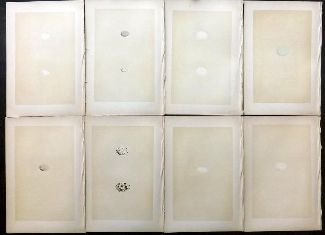 Morris, Francis 1870 Lot of 8 Bird Egg Prints (1 of 2)